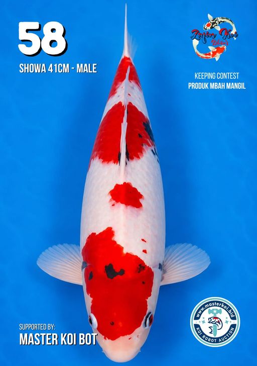 Lelang Koi Online, Jual Beli Ikan Koi, Pusat Jual Beli Koi, Info Lelang Koi Hari Ini, Platform Jual Beli Koi, Jual Beli Ikan Koi Online, Marketplace Ikan Koi, Jual Koi Terbaik, Tempat Beli Koi Berkualitas, Pasar Ikan Koi Online Terpercaya, Penjual Ikan Koi Terpercaya, Beli Koi Hias Online, Ikan Koi untuk Dijual, Koi Kualitas Terbaik, Toko Online Ikan Koi, Koi Hias Untuk Dijual, Jual Beli Ikan Koi Lokal, Koi Indonesia Online, Pusat Jual Beli Koi Terbesar
