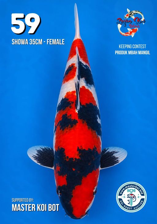 Lelang Koi Online, Jual Beli Ikan Koi, Pusat Jual Beli Koi, Info Lelang Koi Hari Ini, Platform Jual Beli Koi, Jual Beli Ikan Koi Online, Marketplace Ikan Koi, Jual Koi Terbaik, Tempat Beli Koi Berkualitas, Pasar Ikan Koi Online Terpercaya, Penjual Ikan Koi Terpercaya, Beli Koi Hias Online, Ikan Koi untuk Dijual, Koi Kualitas Terbaik, Toko Online Ikan Koi, Koi Hias Untuk Dijual, Jual Beli Ikan Koi Lokal, Koi Indonesia Online, Pusat Jual Beli Koi Terbesar