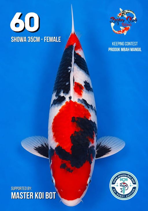 Lelang Koi Online, Jual Beli Ikan Koi, Pusat Jual Beli Koi, Info Lelang Koi Hari Ini, Platform Jual Beli Koi, Jual Beli Ikan Koi Online, Marketplace Ikan Koi, Jual Koi Terbaik, Tempat Beli Koi Berkualitas, Pasar Ikan Koi Online Terpercaya, Penjual Ikan Koi Terpercaya, Beli Koi Hias Online, Ikan Koi untuk Dijual, Koi Kualitas Terbaik, Toko Online Ikan Koi, Koi Hias Untuk Dijual, Jual Beli Ikan Koi Lokal, Koi Indonesia Online, Pusat Jual Beli Koi Terbesar