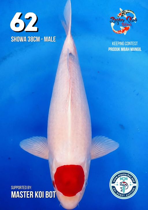 Lelang Koi Online, Jual Beli Ikan Koi, Pusat Jual Beli Koi, Info Lelang Koi Hari Ini, Platform Jual Beli Koi, Jual Beli Ikan Koi Online, Marketplace Ikan Koi, Jual Koi Terbaik, Tempat Beli Koi Berkualitas, Pasar Ikan Koi Online Terpercaya, Penjual Ikan Koi Terpercaya, Beli Koi Hias Online, Ikan Koi untuk Dijual, Koi Kualitas Terbaik, Toko Online Ikan Koi, Koi Hias Untuk Dijual, Jual Beli Ikan Koi Lokal, Koi Indonesia Online, Pusat Jual Beli Koi Terbesar