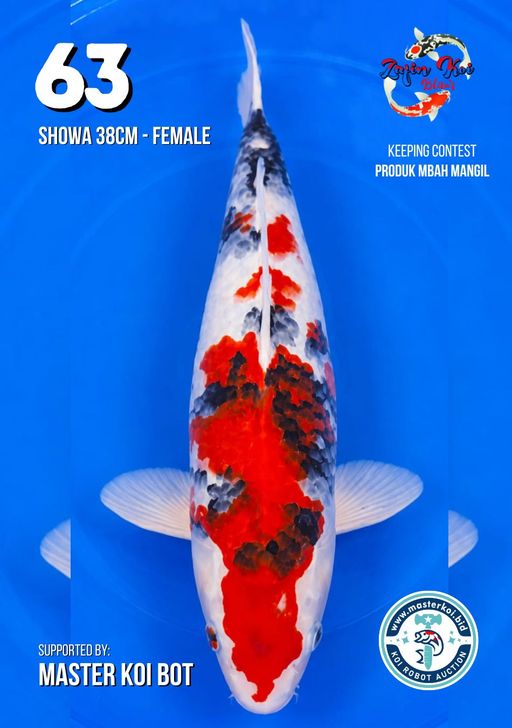 Lelang Koi Online, Jual Beli Ikan Koi, Pusat Jual Beli Koi, Info Lelang Koi Hari Ini, Platform Jual Beli Koi, Jual Beli Ikan Koi Online, Marketplace Ikan Koi, Jual Koi Terbaik, Tempat Beli Koi Berkualitas, Pasar Ikan Koi Online Terpercaya, Penjual Ikan Koi Terpercaya, Beli Koi Hias Online, Ikan Koi untuk Dijual, Koi Kualitas Terbaik, Toko Online Ikan Koi, Koi Hias Untuk Dijual, Jual Beli Ikan Koi Lokal, Koi Indonesia Online, Pusat Jual Beli Koi Terbesar