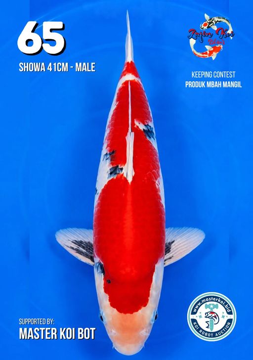 Lelang Koi Online, Jual Beli Ikan Koi, Pusat Jual Beli Koi, Info Lelang Koi Hari Ini, Platform Jual Beli Koi, Jual Beli Ikan Koi Online, Marketplace Ikan Koi, Jual Koi Terbaik, Tempat Beli Koi Berkualitas, Pasar Ikan Koi Online Terpercaya, Penjual Ikan Koi Terpercaya, Beli Koi Hias Online, Ikan Koi untuk Dijual, Koi Kualitas Terbaik, Toko Online Ikan Koi, Koi Hias Untuk Dijual, Jual Beli Ikan Koi Lokal, Koi Indonesia Online, Pusat Jual Beli Koi Terbesar