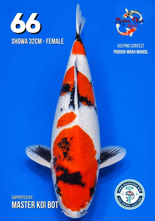 Lelang Koi Online, Jual Beli Ikan Koi, Pusat Jual Beli Koi, Info Lelang Koi Hari Ini, Platform Jual Beli Koi, Jual Beli Ikan Koi Online, Marketplace Ikan Koi, Jual Koi Terbaik, Tempat Beli Koi Berkualitas, Pasar Ikan Koi Online Terpercaya, Penjual Ikan Koi Terpercaya, Beli Koi Hias Online, Ikan Koi untuk Dijual, Koi Kualitas Terbaik, Toko Online Ikan Koi, Koi Hias Untuk Dijual, Jual Beli Ikan Koi Lokal, Koi Indonesia Online, Pusat Jual Beli Koi Terbesar