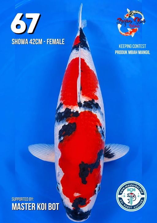 Lelang Koi Online, Jual Beli Ikan Koi, Pusat Jual Beli Koi, Info Lelang Koi Hari Ini, Platform Jual Beli Koi, Jual Beli Ikan Koi Online, Marketplace Ikan Koi, Jual Koi Terbaik, Tempat Beli Koi Berkualitas, Pasar Ikan Koi Online Terpercaya, Penjual Ikan Koi Terpercaya, Beli Koi Hias Online, Ikan Koi untuk Dijual, Koi Kualitas Terbaik, Toko Online Ikan Koi, Koi Hias Untuk Dijual, Jual Beli Ikan Koi Lokal, Koi Indonesia Online, Pusat Jual Beli Koi Terbesar
