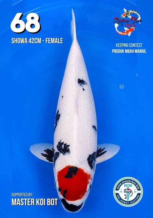 Lelang Koi Online, Jual Beli Ikan Koi, Pusat Jual Beli Koi, Info Lelang Koi Hari Ini, Platform Jual Beli Koi, Jual Beli Ikan Koi Online, Marketplace Ikan Koi, Jual Koi Terbaik, Tempat Beli Koi Berkualitas, Pasar Ikan Koi Online Terpercaya, Penjual Ikan Koi Terpercaya, Beli Koi Hias Online, Ikan Koi untuk Dijual, Koi Kualitas Terbaik, Toko Online Ikan Koi, Koi Hias Untuk Dijual, Jual Beli Ikan Koi Lokal, Koi Indonesia Online, Pusat Jual Beli Koi Terbesar