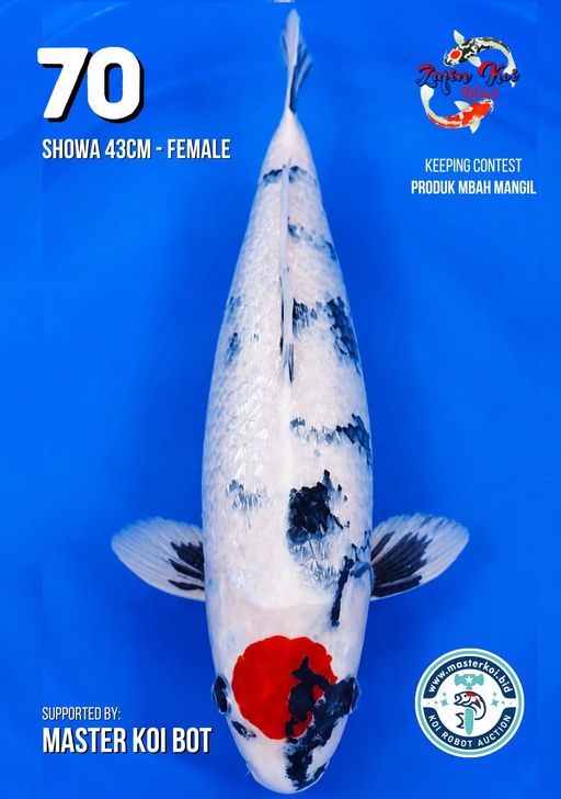 Lelang Koi Online, Jual Beli Ikan Koi, Pusat Jual Beli Koi, Info Lelang Koi Hari Ini, Platform Jual Beli Koi, Jual Beli Ikan Koi Online, Marketplace Ikan Koi, Jual Koi Terbaik, Tempat Beli Koi Berkualitas, Pasar Ikan Koi Online Terpercaya, Penjual Ikan Koi Terpercaya, Beli Koi Hias Online, Ikan Koi untuk Dijual, Koi Kualitas Terbaik, Toko Online Ikan Koi, Koi Hias Untuk Dijual, Jual Beli Ikan Koi Lokal, Koi Indonesia Online, Pusat Jual Beli Koi Terbesar