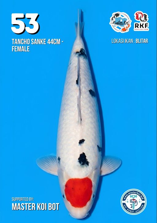 Lelang Koi Online, Jual Beli Ikan Koi, Pusat Jual Beli Koi, Info Lelang Koi Hari Ini, Platform Jual Beli Koi, Jual Beli Ikan Koi Online, Marketplace Ikan Koi, Jual Koi Terbaik, Tempat Beli Koi Berkualitas, Pasar Ikan Koi Online Terpercaya, Penjual Ikan Koi Terpercaya, Beli Koi Hias Online, Ikan Koi untuk Dijual, Koi Kualitas Terbaik, Toko Online Ikan Koi, Koi Hias Untuk Dijual, Jual Beli Ikan Koi Lokal, Koi Indonesia Online, Pusat Jual Beli Koi Terbesar