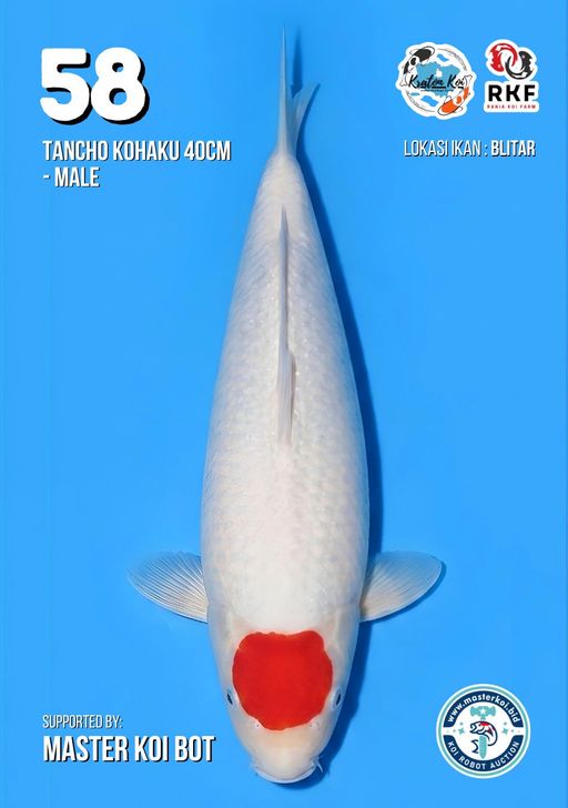 Lelang Koi Online, Jual Beli Ikan Koi, Pusat Jual Beli Koi, Info Lelang Koi Hari Ini, Platform Jual Beli Koi, Jual Beli Ikan Koi Online, Marketplace Ikan Koi, Jual Koi Terbaik, Tempat Beli Koi Berkualitas, Pasar Ikan Koi Online Terpercaya, Penjual Ikan Koi Terpercaya, Beli Koi Hias Online, Ikan Koi untuk Dijual, Koi Kualitas Terbaik, Toko Online Ikan Koi, Koi Hias Untuk Dijual, Jual Beli Ikan Koi Lokal, Koi Indonesia Online, Pusat Jual Beli Koi Terbesar