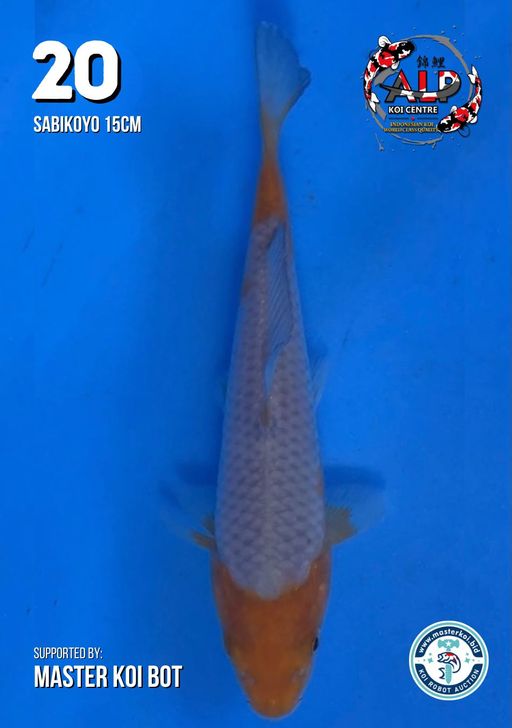 Lelang Koi Online, Jual Beli Ikan Koi, Pusat Jual Beli Koi, Info Lelang Koi Hari Ini, Platform Jual Beli Koi, Jual Beli Ikan Koi Online, Marketplace Ikan Koi, Jual Koi Terbaik, Tempat Beli Koi Berkualitas, Pasar Ikan Koi Online Terpercaya, Penjual Ikan Koi Terpercaya, Beli Koi Hias Online, Ikan Koi untuk Dijual, Koi Kualitas Terbaik, Toko Online Ikan Koi, Koi Hias Untuk Dijual, Jual Beli Ikan Koi Lokal, Koi Indonesia Online, Pusat Jual Beli Koi Terbesar