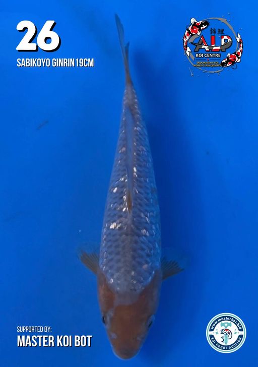 Lelang Koi Online, Jual Beli Ikan Koi, Pusat Jual Beli Koi, Info Lelang Koi Hari Ini, Platform Jual Beli Koi, Jual Beli Ikan Koi Online, Marketplace Ikan Koi, Jual Koi Terbaik, Tempat Beli Koi Berkualitas, Pasar Ikan Koi Online Terpercaya, Penjual Ikan Koi Terpercaya, Beli Koi Hias Online, Ikan Koi untuk Dijual, Koi Kualitas Terbaik, Toko Online Ikan Koi, Koi Hias Untuk Dijual, Jual Beli Ikan Koi Lokal, Koi Indonesia Online, Pusat Jual Beli Koi Terbesar