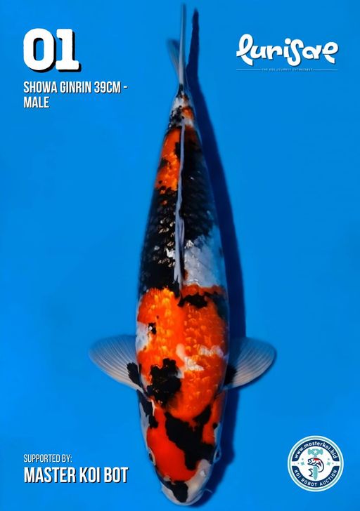 Lelang Koi Online, Jual Beli Ikan Koi, Pusat Jual Beli Koi, Info Lelang Koi Hari Ini, Platform Jual Beli Koi, Jual Beli Ikan Koi Online, Marketplace Ikan Koi, Jual Koi Terbaik, Tempat Beli Koi Berkualitas, Pasar Ikan Koi Online Terpercaya, Penjual Ikan Koi Terpercaya, Beli Koi Hias Online, Ikan Koi untuk Dijual, Koi Kualitas Terbaik, Toko Online Ikan Koi, Koi Hias Untuk Dijual, Jual Beli Ikan Koi Lokal, Koi Indonesia Online, Pusat Jual Beli Koi Terbesar