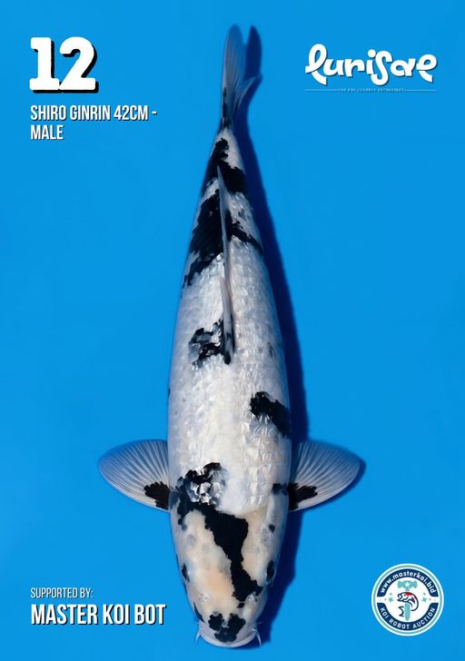 Lelang Koi Online, Jual Beli Ikan Koi, Pusat Jual Beli Koi, Info Lelang Koi Hari Ini, Platform Jual Beli Koi, Jual Beli Ikan Koi Online, Marketplace Ikan Koi, Jual Koi Terbaik, Tempat Beli Koi Berkualitas, Pasar Ikan Koi Online Terpercaya, Penjual Ikan Koi Terpercaya, Beli Koi Hias Online, Ikan Koi untuk Dijual, Koi Kualitas Terbaik, Toko Online Ikan Koi, Koi Hias Untuk Dijual, Jual Beli Ikan Koi Lokal, Koi Indonesia Online, Pusat Jual Beli Koi Terbesar