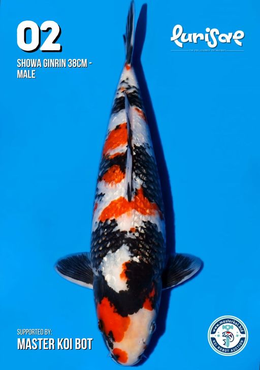 Lelang Koi Online, Jual Beli Ikan Koi, Pusat Jual Beli Koi, Info Lelang Koi Hari Ini, Platform Jual Beli Koi, Jual Beli Ikan Koi Online, Marketplace Ikan Koi, Jual Koi Terbaik, Tempat Beli Koi Berkualitas, Pasar Ikan Koi Online Terpercaya, Penjual Ikan Koi Terpercaya, Beli Koi Hias Online, Ikan Koi untuk Dijual, Koi Kualitas Terbaik, Toko Online Ikan Koi, Koi Hias Untuk Dijual, Jual Beli Ikan Koi Lokal, Koi Indonesia Online, Pusat Jual Beli Koi Terbesar