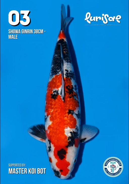 Lelang Koi Online, Jual Beli Ikan Koi, Pusat Jual Beli Koi, Info Lelang Koi Hari Ini, Platform Jual Beli Koi, Jual Beli Ikan Koi Online, Marketplace Ikan Koi, Jual Koi Terbaik, Tempat Beli Koi Berkualitas, Pasar Ikan Koi Online Terpercaya, Penjual Ikan Koi Terpercaya, Beli Koi Hias Online, Ikan Koi untuk Dijual, Koi Kualitas Terbaik, Toko Online Ikan Koi, Koi Hias Untuk Dijual, Jual Beli Ikan Koi Lokal, Koi Indonesia Online, Pusat Jual Beli Koi Terbesar