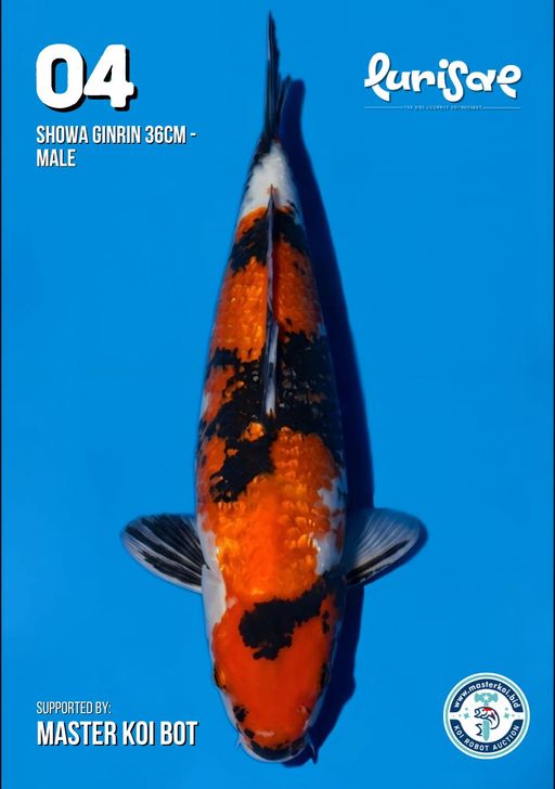 Lelang Koi Online, Jual Beli Ikan Koi, Pusat Jual Beli Koi, Info Lelang Koi Hari Ini, Platform Jual Beli Koi, Jual Beli Ikan Koi Online, Marketplace Ikan Koi, Jual Koi Terbaik, Tempat Beli Koi Berkualitas, Pasar Ikan Koi Online Terpercaya, Penjual Ikan Koi Terpercaya, Beli Koi Hias Online, Ikan Koi untuk Dijual, Koi Kualitas Terbaik, Toko Online Ikan Koi, Koi Hias Untuk Dijual, Jual Beli Ikan Koi Lokal, Koi Indonesia Online, Pusat Jual Beli Koi Terbesar