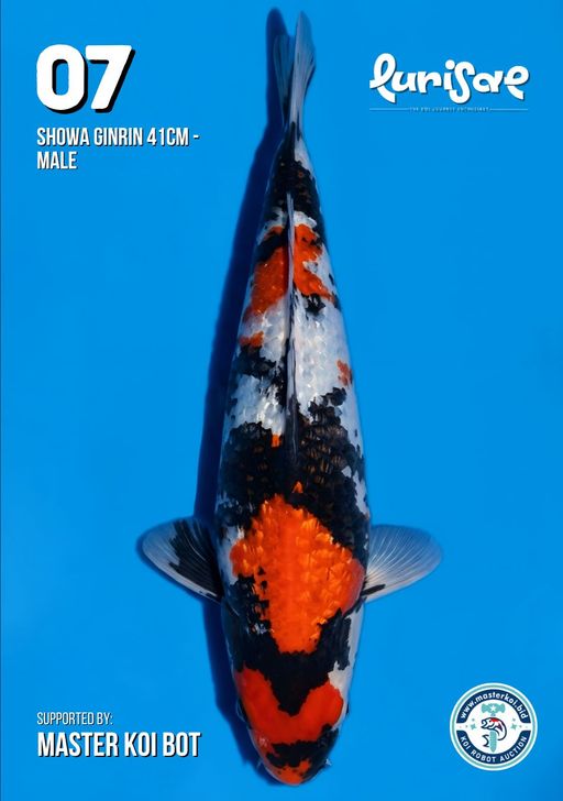 Lelang Koi Online, Jual Beli Ikan Koi, Pusat Jual Beli Koi, Info Lelang Koi Hari Ini, Platform Jual Beli Koi, Jual Beli Ikan Koi Online, Marketplace Ikan Koi, Jual Koi Terbaik, Tempat Beli Koi Berkualitas, Pasar Ikan Koi Online Terpercaya, Penjual Ikan Koi Terpercaya, Beli Koi Hias Online, Ikan Koi untuk Dijual, Koi Kualitas Terbaik, Toko Online Ikan Koi, Koi Hias Untuk Dijual, Jual Beli Ikan Koi Lokal, Koi Indonesia Online, Pusat Jual Beli Koi Terbesar
