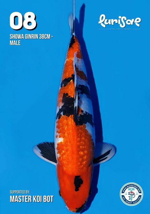 Lelang Koi Online, Jual Beli Ikan Koi, Pusat Jual Beli Koi, Info Lelang Koi Hari Ini, Platform Jual Beli Koi, Jual Beli Ikan Koi Online, Marketplace Ikan Koi, Jual Koi Terbaik, Tempat Beli Koi Berkualitas, Pasar Ikan Koi Online Terpercaya, Penjual Ikan Koi Terpercaya, Beli Koi Hias Online, Ikan Koi untuk Dijual, Koi Kualitas Terbaik, Toko Online Ikan Koi, Koi Hias Untuk Dijual, Jual Beli Ikan Koi Lokal, Koi Indonesia Online, Pusat Jual Beli Koi Terbesar
