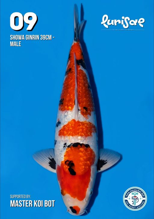 Lelang Koi Online, Jual Beli Ikan Koi, Pusat Jual Beli Koi, Info Lelang Koi Hari Ini, Platform Jual Beli Koi, Jual Beli Ikan Koi Online, Marketplace Ikan Koi, Jual Koi Terbaik, Tempat Beli Koi Berkualitas, Pasar Ikan Koi Online Terpercaya, Penjual Ikan Koi Terpercaya, Beli Koi Hias Online, Ikan Koi untuk Dijual, Koi Kualitas Terbaik, Toko Online Ikan Koi, Koi Hias Untuk Dijual, Jual Beli Ikan Koi Lokal, Koi Indonesia Online, Pusat Jual Beli Koi Terbesar