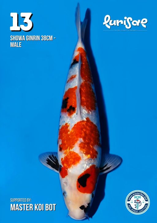 Lelang Koi Online, Jual Beli Ikan Koi, Pusat Jual Beli Koi, Info Lelang Koi Hari Ini, Platform Jual Beli Koi, Jual Beli Ikan Koi Online, Marketplace Ikan Koi, Jual Koi Terbaik, Tempat Beli Koi Berkualitas, Pasar Ikan Koi Online Terpercaya, Penjual Ikan Koi Terpercaya, Beli Koi Hias Online, Ikan Koi untuk Dijual, Koi Kualitas Terbaik, Toko Online Ikan Koi, Koi Hias Untuk Dijual, Jual Beli Ikan Koi Lokal, Koi Indonesia Online, Pusat Jual Beli Koi Terbesar