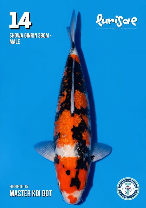 Lelang Koi Online, Jual Beli Ikan Koi, Pusat Jual Beli Koi, Info Lelang Koi Hari Ini, Platform Jual Beli Koi, Jual Beli Ikan Koi Online, Marketplace Ikan Koi, Jual Koi Terbaik, Tempat Beli Koi Berkualitas, Pasar Ikan Koi Online Terpercaya, Penjual Ikan Koi Terpercaya, Beli Koi Hias Online, Ikan Koi untuk Dijual, Koi Kualitas Terbaik, Toko Online Ikan Koi, Koi Hias Untuk Dijual, Jual Beli Ikan Koi Lokal, Koi Indonesia Online, Pusat Jual Beli Koi Terbesar