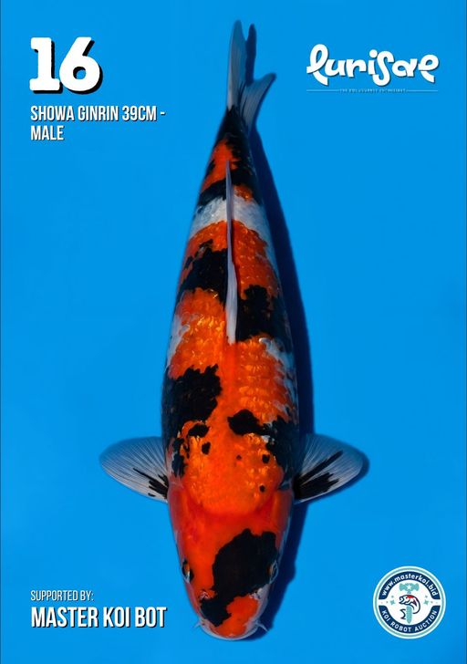 Lelang Koi Online, Jual Beli Ikan Koi, Pusat Jual Beli Koi, Info Lelang Koi Hari Ini, Platform Jual Beli Koi, Jual Beli Ikan Koi Online, Marketplace Ikan Koi, Jual Koi Terbaik, Tempat Beli Koi Berkualitas, Pasar Ikan Koi Online Terpercaya, Penjual Ikan Koi Terpercaya, Beli Koi Hias Online, Ikan Koi untuk Dijual, Koi Kualitas Terbaik, Toko Online Ikan Koi, Koi Hias Untuk Dijual, Jual Beli Ikan Koi Lokal, Koi Indonesia Online, Pusat Jual Beli Koi Terbesar