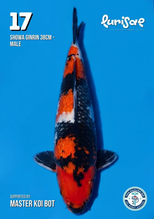 Lelang Koi Online, Jual Beli Ikan Koi, Pusat Jual Beli Koi, Info Lelang Koi Hari Ini, Platform Jual Beli Koi, Jual Beli Ikan Koi Online, Marketplace Ikan Koi, Jual Koi Terbaik, Tempat Beli Koi Berkualitas, Pasar Ikan Koi Online Terpercaya, Penjual Ikan Koi Terpercaya, Beli Koi Hias Online, Ikan Koi untuk Dijual, Koi Kualitas Terbaik, Toko Online Ikan Koi, Koi Hias Untuk Dijual, Jual Beli Ikan Koi Lokal, Koi Indonesia Online, Pusat Jual Beli Koi Terbesar