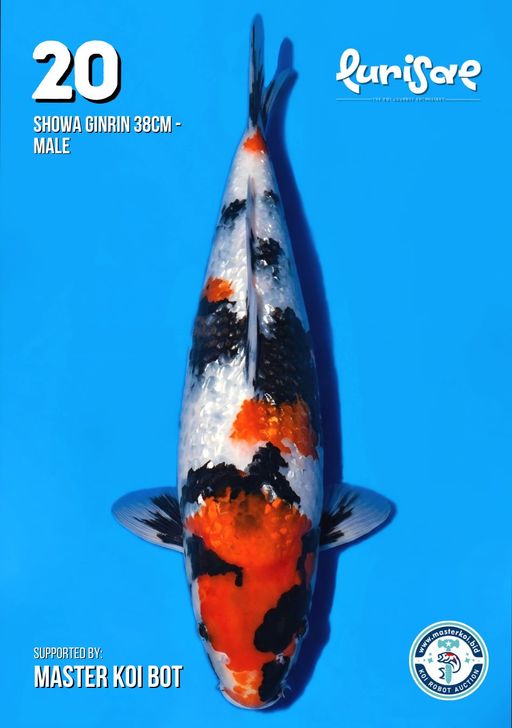 Lelang Koi Online, Jual Beli Ikan Koi, Pusat Jual Beli Koi, Info Lelang Koi Hari Ini, Platform Jual Beli Koi, Jual Beli Ikan Koi Online, Marketplace Ikan Koi, Jual Koi Terbaik, Tempat Beli Koi Berkualitas, Pasar Ikan Koi Online Terpercaya, Penjual Ikan Koi Terpercaya, Beli Koi Hias Online, Ikan Koi untuk Dijual, Koi Kualitas Terbaik, Toko Online Ikan Koi, Koi Hias Untuk Dijual, Jual Beli Ikan Koi Lokal, Koi Indonesia Online, Pusat Jual Beli Koi Terbesar