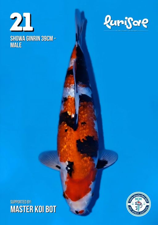 Lelang Koi Online, Jual Beli Ikan Koi, Pusat Jual Beli Koi, Info Lelang Koi Hari Ini, Platform Jual Beli Koi, Jual Beli Ikan Koi Online, Marketplace Ikan Koi, Jual Koi Terbaik, Tempat Beli Koi Berkualitas, Pasar Ikan Koi Online Terpercaya, Penjual Ikan Koi Terpercaya, Beli Koi Hias Online, Ikan Koi untuk Dijual, Koi Kualitas Terbaik, Toko Online Ikan Koi, Koi Hias Untuk Dijual, Jual Beli Ikan Koi Lokal, Koi Indonesia Online, Pusat Jual Beli Koi Terbesar