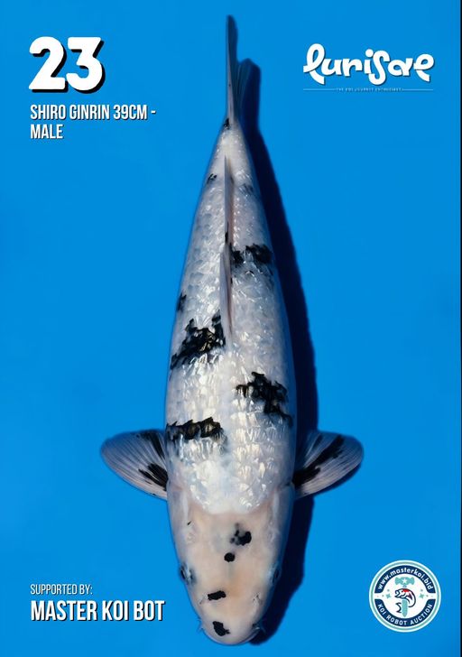 Lelang Koi Online, Jual Beli Ikan Koi, Pusat Jual Beli Koi, Info Lelang Koi Hari Ini, Platform Jual Beli Koi, Jual Beli Ikan Koi Online, Marketplace Ikan Koi, Jual Koi Terbaik, Tempat Beli Koi Berkualitas, Pasar Ikan Koi Online Terpercaya, Penjual Ikan Koi Terpercaya, Beli Koi Hias Online, Ikan Koi untuk Dijual, Koi Kualitas Terbaik, Toko Online Ikan Koi, Koi Hias Untuk Dijual, Jual Beli Ikan Koi Lokal, Koi Indonesia Online, Pusat Jual Beli Koi Terbesar