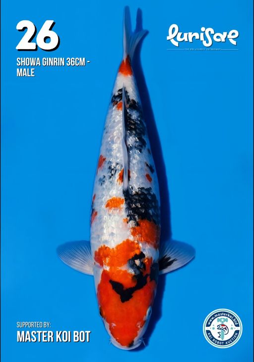 Lelang Koi Online, Jual Beli Ikan Koi, Pusat Jual Beli Koi, Info Lelang Koi Hari Ini, Platform Jual Beli Koi, Jual Beli Ikan Koi Online, Marketplace Ikan Koi, Jual Koi Terbaik, Tempat Beli Koi Berkualitas, Pasar Ikan Koi Online Terpercaya, Penjual Ikan Koi Terpercaya, Beli Koi Hias Online, Ikan Koi untuk Dijual, Koi Kualitas Terbaik, Toko Online Ikan Koi, Koi Hias Untuk Dijual, Jual Beli Ikan Koi Lokal, Koi Indonesia Online, Pusat Jual Beli Koi Terbesar