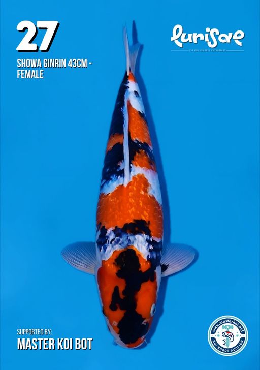 Lelang Koi Online, Jual Beli Ikan Koi, Pusat Jual Beli Koi, Info Lelang Koi Hari Ini, Platform Jual Beli Koi, Jual Beli Ikan Koi Online, Marketplace Ikan Koi, Jual Koi Terbaik, Tempat Beli Koi Berkualitas, Pasar Ikan Koi Online Terpercaya, Penjual Ikan Koi Terpercaya, Beli Koi Hias Online, Ikan Koi untuk Dijual, Koi Kualitas Terbaik, Toko Online Ikan Koi, Koi Hias Untuk Dijual, Jual Beli Ikan Koi Lokal, Koi Indonesia Online, Pusat Jual Beli Koi Terbesar