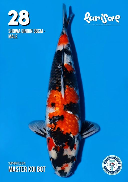 Lelang Koi Online, Jual Beli Ikan Koi, Pusat Jual Beli Koi, Info Lelang Koi Hari Ini, Platform Jual Beli Koi, Jual Beli Ikan Koi Online, Marketplace Ikan Koi, Jual Koi Terbaik, Tempat Beli Koi Berkualitas, Pasar Ikan Koi Online Terpercaya, Penjual Ikan Koi Terpercaya, Beli Koi Hias Online, Ikan Koi untuk Dijual, Koi Kualitas Terbaik, Toko Online Ikan Koi, Koi Hias Untuk Dijual, Jual Beli Ikan Koi Lokal, Koi Indonesia Online, Pusat Jual Beli Koi Terbesar