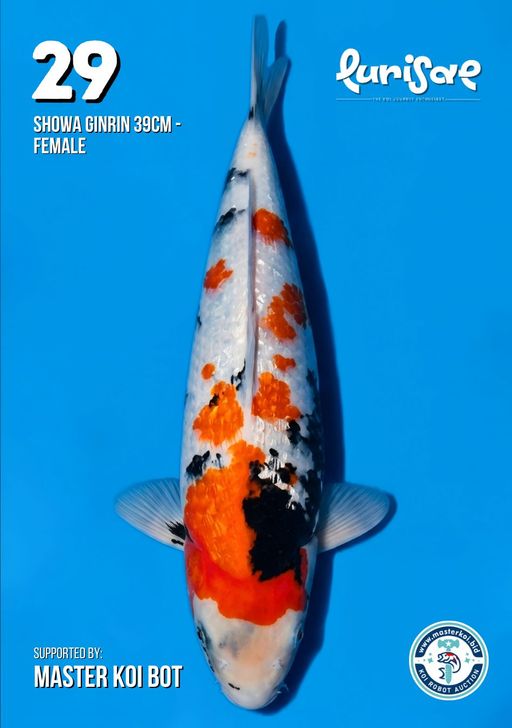 Lelang Koi Online, Jual Beli Ikan Koi, Pusat Jual Beli Koi, Info Lelang Koi Hari Ini, Platform Jual Beli Koi, Jual Beli Ikan Koi Online, Marketplace Ikan Koi, Jual Koi Terbaik, Tempat Beli Koi Berkualitas, Pasar Ikan Koi Online Terpercaya, Penjual Ikan Koi Terpercaya, Beli Koi Hias Online, Ikan Koi untuk Dijual, Koi Kualitas Terbaik, Toko Online Ikan Koi, Koi Hias Untuk Dijual, Jual Beli Ikan Koi Lokal, Koi Indonesia Online, Pusat Jual Beli Koi Terbesar