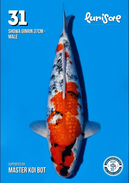 Lelang Koi Online, Jual Beli Ikan Koi, Pusat Jual Beli Koi, Info Lelang Koi Hari Ini, Platform Jual Beli Koi, Jual Beli Ikan Koi Online, Marketplace Ikan Koi, Jual Koi Terbaik, Tempat Beli Koi Berkualitas, Pasar Ikan Koi Online Terpercaya, Penjual Ikan Koi Terpercaya, Beli Koi Hias Online, Ikan Koi untuk Dijual, Koi Kualitas Terbaik, Toko Online Ikan Koi, Koi Hias Untuk Dijual, Jual Beli Ikan Koi Lokal, Koi Indonesia Online, Pusat Jual Beli Koi Terbesar