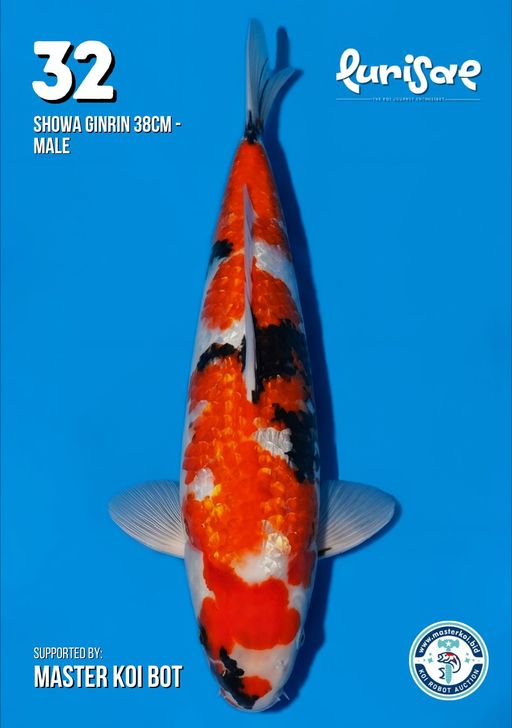 Lelang Koi Online, Jual Beli Ikan Koi, Pusat Jual Beli Koi, Info Lelang Koi Hari Ini, Platform Jual Beli Koi, Jual Beli Ikan Koi Online, Marketplace Ikan Koi, Jual Koi Terbaik, Tempat Beli Koi Berkualitas, Pasar Ikan Koi Online Terpercaya, Penjual Ikan Koi Terpercaya, Beli Koi Hias Online, Ikan Koi untuk Dijual, Koi Kualitas Terbaik, Toko Online Ikan Koi, Koi Hias Untuk Dijual, Jual Beli Ikan Koi Lokal, Koi Indonesia Online, Pusat Jual Beli Koi Terbesar