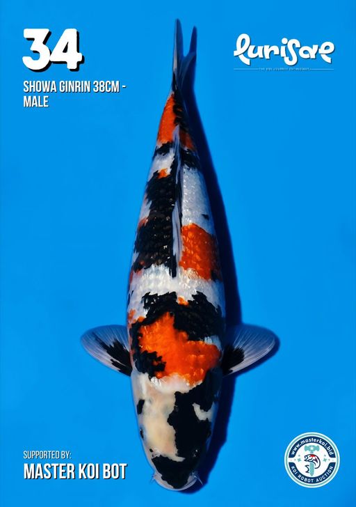 Lelang Koi Online, Jual Beli Ikan Koi, Pusat Jual Beli Koi, Info Lelang Koi Hari Ini, Platform Jual Beli Koi, Jual Beli Ikan Koi Online, Marketplace Ikan Koi, Jual Koi Terbaik, Tempat Beli Koi Berkualitas, Pasar Ikan Koi Online Terpercaya, Penjual Ikan Koi Terpercaya, Beli Koi Hias Online, Ikan Koi untuk Dijual, Koi Kualitas Terbaik, Toko Online Ikan Koi, Koi Hias Untuk Dijual, Jual Beli Ikan Koi Lokal, Koi Indonesia Online, Pusat Jual Beli Koi Terbesar