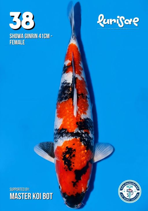 Lelang Koi Online, Jual Beli Ikan Koi, Pusat Jual Beli Koi, Info Lelang Koi Hari Ini, Platform Jual Beli Koi, Jual Beli Ikan Koi Online, Marketplace Ikan Koi, Jual Koi Terbaik, Tempat Beli Koi Berkualitas, Pasar Ikan Koi Online Terpercaya, Penjual Ikan Koi Terpercaya, Beli Koi Hias Online, Ikan Koi untuk Dijual, Koi Kualitas Terbaik, Toko Online Ikan Koi, Koi Hias Untuk Dijual, Jual Beli Ikan Koi Lokal, Koi Indonesia Online, Pusat Jual Beli Koi Terbesar