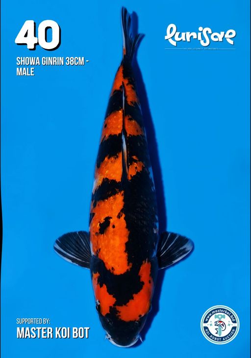 Lelang Koi Online, Jual Beli Ikan Koi, Pusat Jual Beli Koi, Info Lelang Koi Hari Ini, Platform Jual Beli Koi, Jual Beli Ikan Koi Online, Marketplace Ikan Koi, Jual Koi Terbaik, Tempat Beli Koi Berkualitas, Pasar Ikan Koi Online Terpercaya, Penjual Ikan Koi Terpercaya, Beli Koi Hias Online, Ikan Koi untuk Dijual, Koi Kualitas Terbaik, Toko Online Ikan Koi, Koi Hias Untuk Dijual, Jual Beli Ikan Koi Lokal, Koi Indonesia Online, Pusat Jual Beli Koi Terbesar
