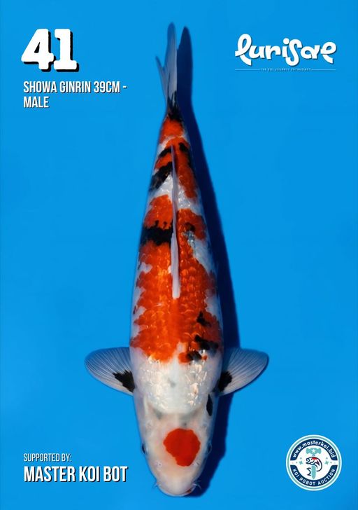 Lelang Koi Online, Jual Beli Ikan Koi, Pusat Jual Beli Koi, Info Lelang Koi Hari Ini, Platform Jual Beli Koi, Jual Beli Ikan Koi Online, Marketplace Ikan Koi, Jual Koi Terbaik, Tempat Beli Koi Berkualitas, Pasar Ikan Koi Online Terpercaya, Penjual Ikan Koi Terpercaya, Beli Koi Hias Online, Ikan Koi untuk Dijual, Koi Kualitas Terbaik, Toko Online Ikan Koi, Koi Hias Untuk Dijual, Jual Beli Ikan Koi Lokal, Koi Indonesia Online, Pusat Jual Beli Koi Terbesar