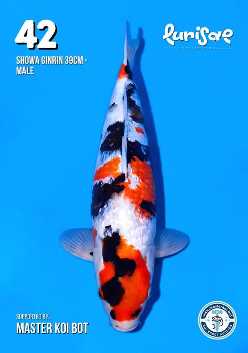 Lelang Koi Online, Jual Beli Ikan Koi, Pusat Jual Beli Koi, Info Lelang Koi Hari Ini, Platform Jual Beli Koi, Jual Beli Ikan Koi Online, Marketplace Ikan Koi, Jual Koi Terbaik, Tempat Beli Koi Berkualitas, Pasar Ikan Koi Online Terpercaya, Penjual Ikan Koi Terpercaya, Beli Koi Hias Online, Ikan Koi untuk Dijual, Koi Kualitas Terbaik, Toko Online Ikan Koi, Koi Hias Untuk Dijual, Jual Beli Ikan Koi Lokal, Koi Indonesia Online, Pusat Jual Beli Koi Terbesar