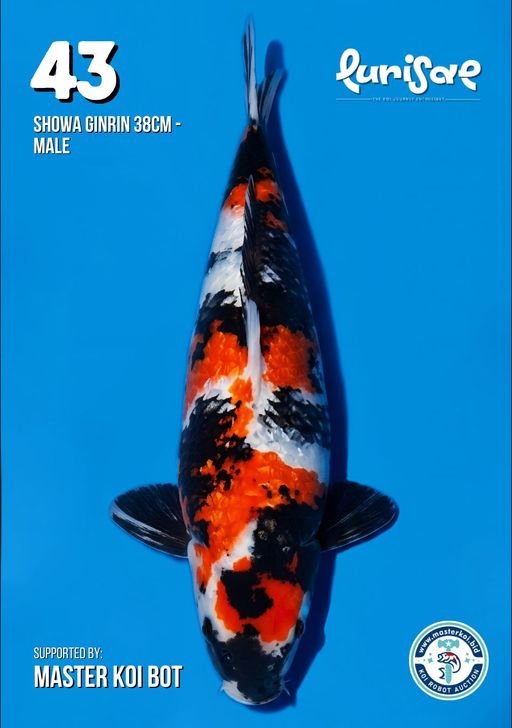Lelang Koi Online, Jual Beli Ikan Koi, Pusat Jual Beli Koi, Info Lelang Koi Hari Ini, Platform Jual Beli Koi, Jual Beli Ikan Koi Online, Marketplace Ikan Koi, Jual Koi Terbaik, Tempat Beli Koi Berkualitas, Pasar Ikan Koi Online Terpercaya, Penjual Ikan Koi Terpercaya, Beli Koi Hias Online, Ikan Koi untuk Dijual, Koi Kualitas Terbaik, Toko Online Ikan Koi, Koi Hias Untuk Dijual, Jual Beli Ikan Koi Lokal, Koi Indonesia Online, Pusat Jual Beli Koi Terbesar