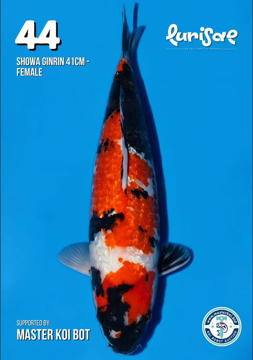 Lelang Koi Online, Jual Beli Ikan Koi, Pusat Jual Beli Koi, Info Lelang Koi Hari Ini, Platform Jual Beli Koi, Jual Beli Ikan Koi Online, Marketplace Ikan Koi, Jual Koi Terbaik, Tempat Beli Koi Berkualitas, Pasar Ikan Koi Online Terpercaya, Penjual Ikan Koi Terpercaya, Beli Koi Hias Online, Ikan Koi untuk Dijual, Koi Kualitas Terbaik, Toko Online Ikan Koi, Koi Hias Untuk Dijual, Jual Beli Ikan Koi Lokal, Koi Indonesia Online, Pusat Jual Beli Koi Terbesar