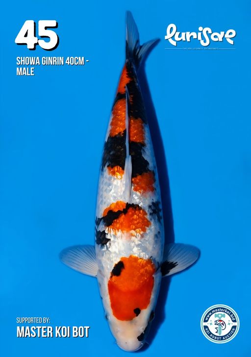 Lelang Koi Online, Jual Beli Ikan Koi, Pusat Jual Beli Koi, Info Lelang Koi Hari Ini, Platform Jual Beli Koi, Jual Beli Ikan Koi Online, Marketplace Ikan Koi, Jual Koi Terbaik, Tempat Beli Koi Berkualitas, Pasar Ikan Koi Online Terpercaya, Penjual Ikan Koi Terpercaya, Beli Koi Hias Online, Ikan Koi untuk Dijual, Koi Kualitas Terbaik, Toko Online Ikan Koi, Koi Hias Untuk Dijual, Jual Beli Ikan Koi Lokal, Koi Indonesia Online, Pusat Jual Beli Koi Terbesar