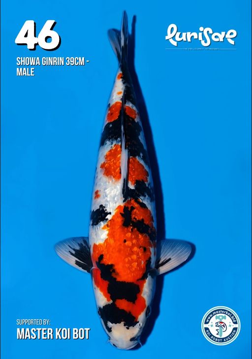 Lelang Koi Online, Jual Beli Ikan Koi, Pusat Jual Beli Koi, Info Lelang Koi Hari Ini, Platform Jual Beli Koi, Jual Beli Ikan Koi Online, Marketplace Ikan Koi, Jual Koi Terbaik, Tempat Beli Koi Berkualitas, Pasar Ikan Koi Online Terpercaya, Penjual Ikan Koi Terpercaya, Beli Koi Hias Online, Ikan Koi untuk Dijual, Koi Kualitas Terbaik, Toko Online Ikan Koi, Koi Hias Untuk Dijual, Jual Beli Ikan Koi Lokal, Koi Indonesia Online, Pusat Jual Beli Koi Terbesar