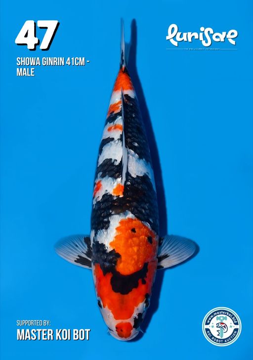 Lelang Koi Online, Jual Beli Ikan Koi, Pusat Jual Beli Koi, Info Lelang Koi Hari Ini, Platform Jual Beli Koi, Jual Beli Ikan Koi Online, Marketplace Ikan Koi, Jual Koi Terbaik, Tempat Beli Koi Berkualitas, Pasar Ikan Koi Online Terpercaya, Penjual Ikan Koi Terpercaya, Beli Koi Hias Online, Ikan Koi untuk Dijual, Koi Kualitas Terbaik, Toko Online Ikan Koi, Koi Hias Untuk Dijual, Jual Beli Ikan Koi Lokal, Koi Indonesia Online, Pusat Jual Beli Koi Terbesar