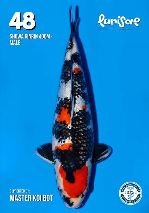 Lelang Koi Online, Jual Beli Ikan Koi, Pusat Jual Beli Koi, Info Lelang Koi Hari Ini, Platform Jual Beli Koi, Jual Beli Ikan Koi Online, Marketplace Ikan Koi, Jual Koi Terbaik, Tempat Beli Koi Berkualitas, Pasar Ikan Koi Online Terpercaya, Penjual Ikan Koi Terpercaya, Beli Koi Hias Online, Ikan Koi untuk Dijual, Koi Kualitas Terbaik, Toko Online Ikan Koi, Koi Hias Untuk Dijual, Jual Beli Ikan Koi Lokal, Koi Indonesia Online, Pusat Jual Beli Koi Terbesar