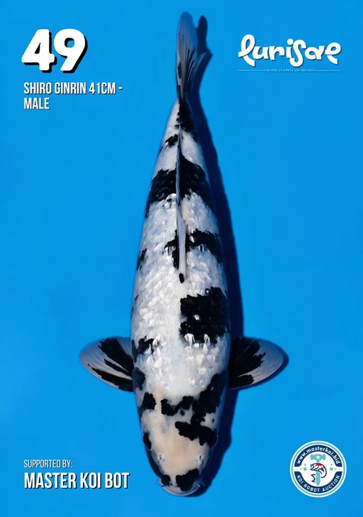 Lelang Koi Online, Jual Beli Ikan Koi, Pusat Jual Beli Koi, Info Lelang Koi Hari Ini, Platform Jual Beli Koi, Jual Beli Ikan Koi Online, Marketplace Ikan Koi, Jual Koi Terbaik, Tempat Beli Koi Berkualitas, Pasar Ikan Koi Online Terpercaya, Penjual Ikan Koi Terpercaya, Beli Koi Hias Online, Ikan Koi untuk Dijual, Koi Kualitas Terbaik, Toko Online Ikan Koi, Koi Hias Untuk Dijual, Jual Beli Ikan Koi Lokal, Koi Indonesia Online, Pusat Jual Beli Koi Terbesar