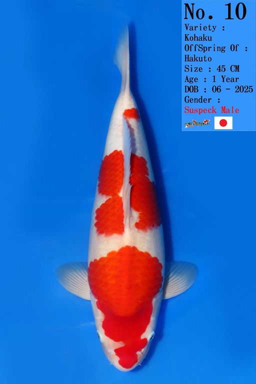 Lelang Koi Online, Jual Beli Ikan Koi, Pusat Jual Beli Koi, Info Lelang Koi Hari Ini, Platform Jual Beli Koi, Jual Beli Ikan Koi Online, Marketplace Ikan Koi, Jual Koi Terbaik, Tempat Beli Koi Berkualitas, Pasar Ikan Koi Online Terpercaya, Penjual Ikan Koi Terpercaya, Beli Koi Hias Online, Ikan Koi untuk Dijual, Koi Kualitas Terbaik, Toko Online Ikan Koi, Koi Hias Untuk Dijual, Jual Beli Ikan Koi Lokal, Koi Indonesia Online, Pusat Jual Beli Koi Terbesar