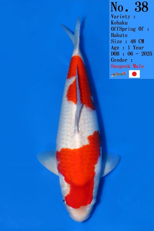 Lelang Koi Online, Jual Beli Ikan Koi, Pusat Jual Beli Koi, Info Lelang Koi Hari Ini, Platform Jual Beli Koi, Jual Beli Ikan Koi Online, Marketplace Ikan Koi, Jual Koi Terbaik, Tempat Beli Koi Berkualitas, Pasar Ikan Koi Online Terpercaya, Penjual Ikan Koi Terpercaya, Beli Koi Hias Online, Ikan Koi untuk Dijual, Koi Kualitas Terbaik, Toko Online Ikan Koi, Koi Hias Untuk Dijual, Jual Beli Ikan Koi Lokal, Koi Indonesia Online, Pusat Jual Beli Koi Terbesar