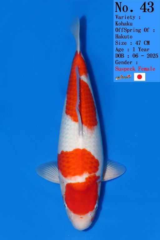 Lelang Koi Online, Jual Beli Ikan Koi, Pusat Jual Beli Koi, Info Lelang Koi Hari Ini, Platform Jual Beli Koi, Jual Beli Ikan Koi Online, Marketplace Ikan Koi, Jual Koi Terbaik, Tempat Beli Koi Berkualitas, Pasar Ikan Koi Online Terpercaya, Penjual Ikan Koi Terpercaya, Beli Koi Hias Online, Ikan Koi untuk Dijual, Koi Kualitas Terbaik, Toko Online Ikan Koi, Koi Hias Untuk Dijual, Jual Beli Ikan Koi Lokal, Koi Indonesia Online, Pusat Jual Beli Koi Terbesar